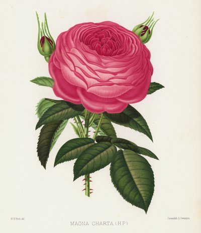 Il Giardino delle Rose: Magna Charta da English School